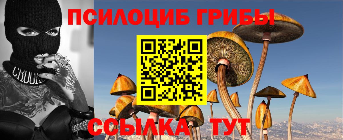 Псилоцибиновые грибы Cubensis Тверь